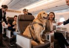 The "Biscuit Class" Flight: 10 Game-Changing Airline Upgrades for Large Dogs in 2026