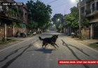 Moradabad Dog Attack: Stray Dog Bites 25 People in Kothiwala Nagar; Terrifying CCTV Footage Viral