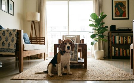 Beagle Dog Price in India 2026: City-Wise Cost & Buying Guide