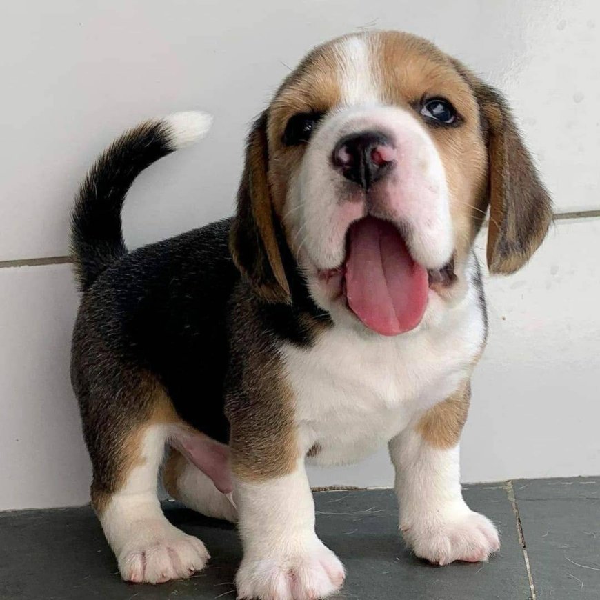 Beagle Dog Price in India