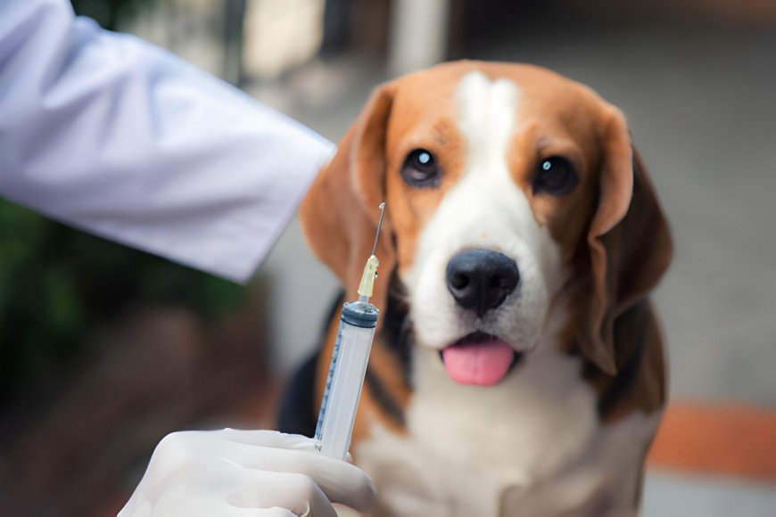 Factors Influencing the Beagle Dog Price in India