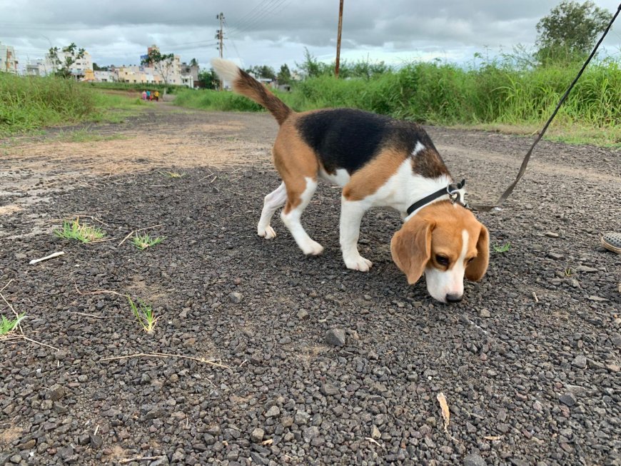 Monthly Maintenance Cost of a Beagle in India