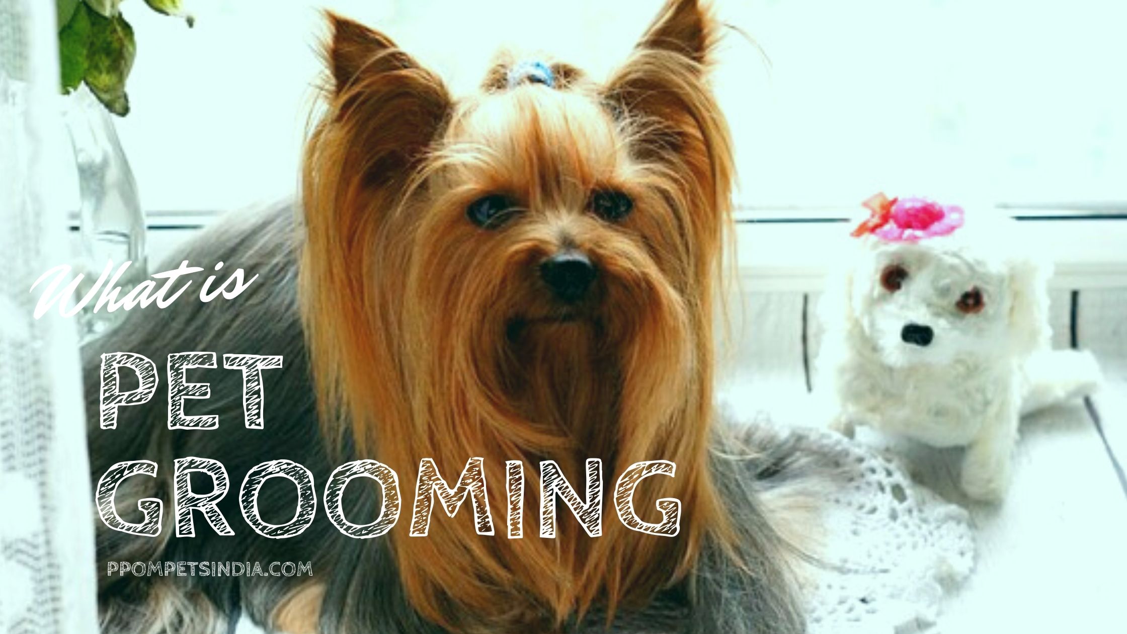 What is pet Grooming?