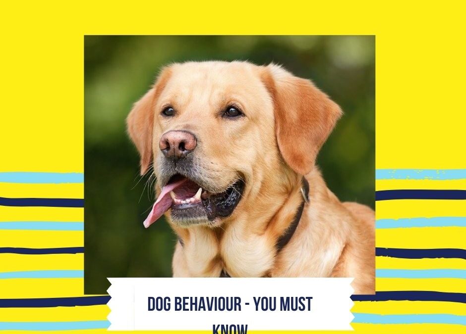 Dog Behaviour - Few things you need to know 2021
