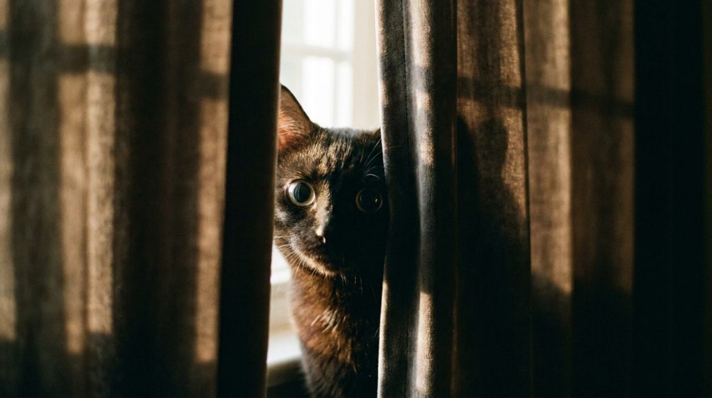 Cat Anxiety Signs