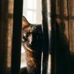 Cat Anxiety Signs