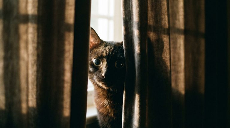 Cat Anxiety Signs