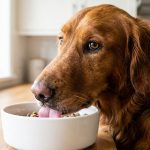 7 Life-Changing Tips: Best Diet for Dogs with Skin Allergies 2026