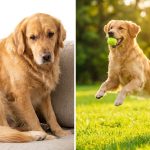 10 Life-Saving Tips: How to Help Your Dog Lose Weight Safely 2026